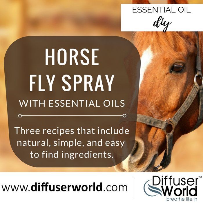 Homemade fly deals spray for horses